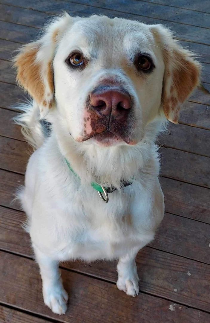 Smiley, a Adoptable mixed breed in Dallas, TX image 2/3