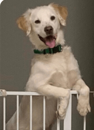 Smiley, a Adoptable mixed breed in Dallas, TX image 3/3