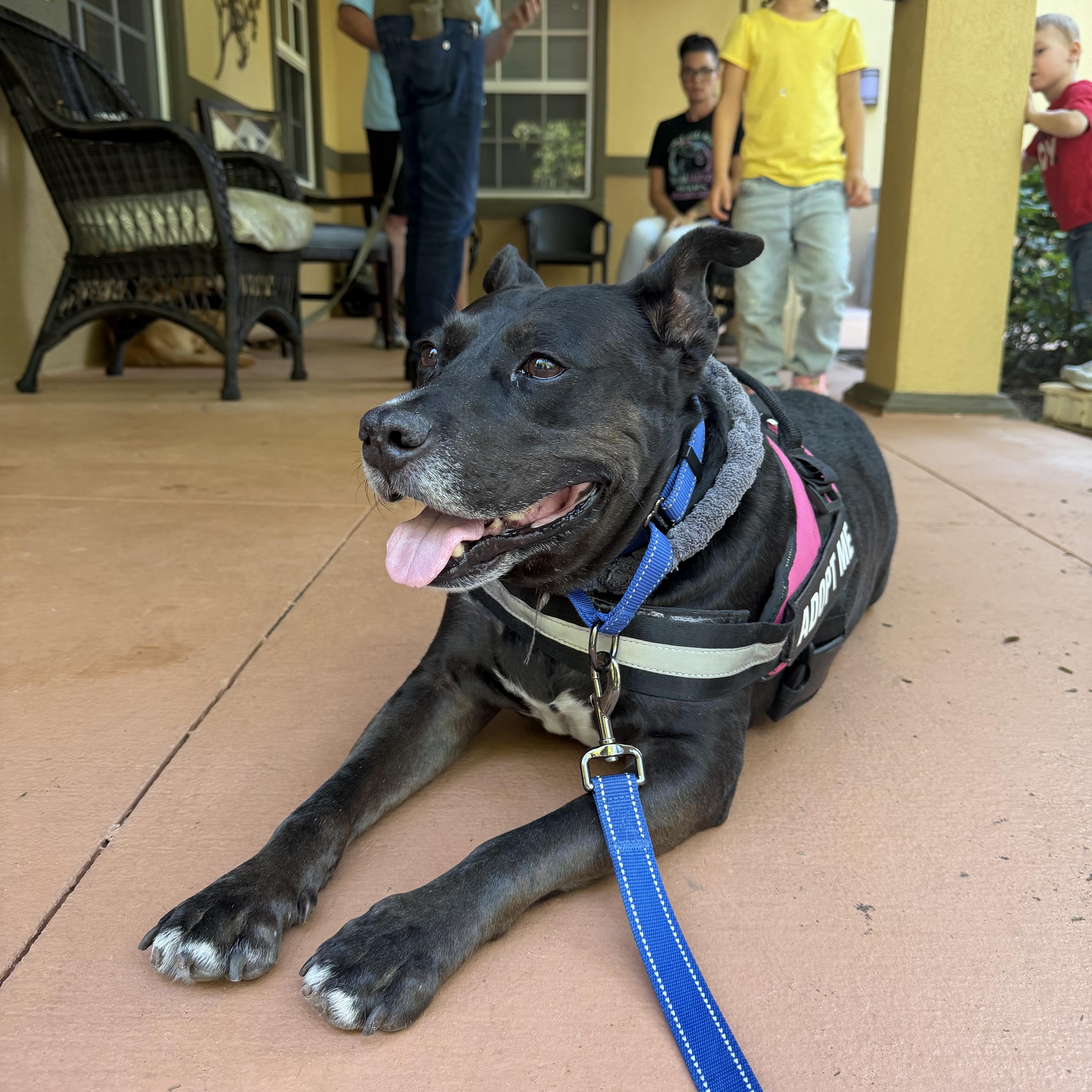 Enlarge Spot, a ADOPTABLE Mixed Breed in Lake Worth, FL image 2/6