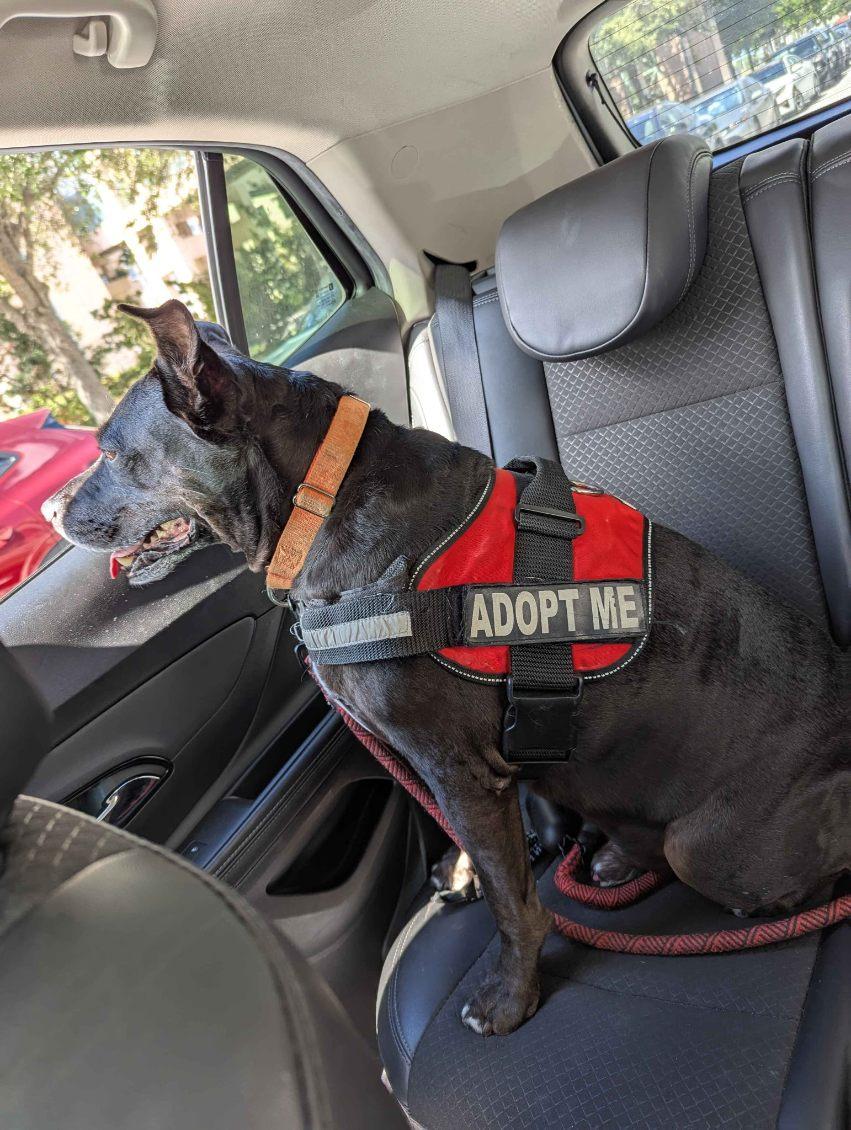 Enlarge Spot, a ADOPTABLE Mixed Breed in Lake Worth, FL image 3/6