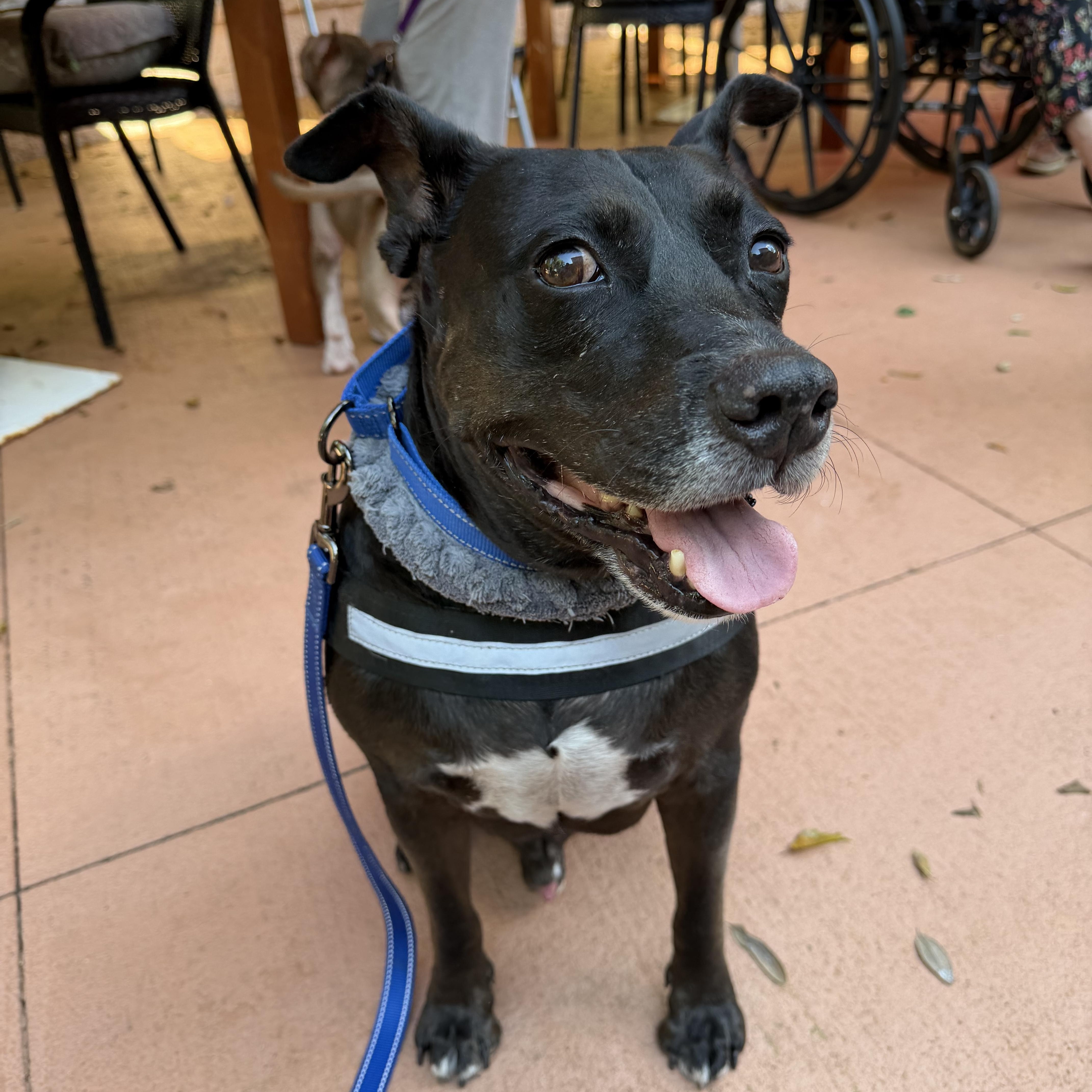 Enlarge Spot, a ADOPTABLE Mixed Breed in Lake Worth, FL image 1/6