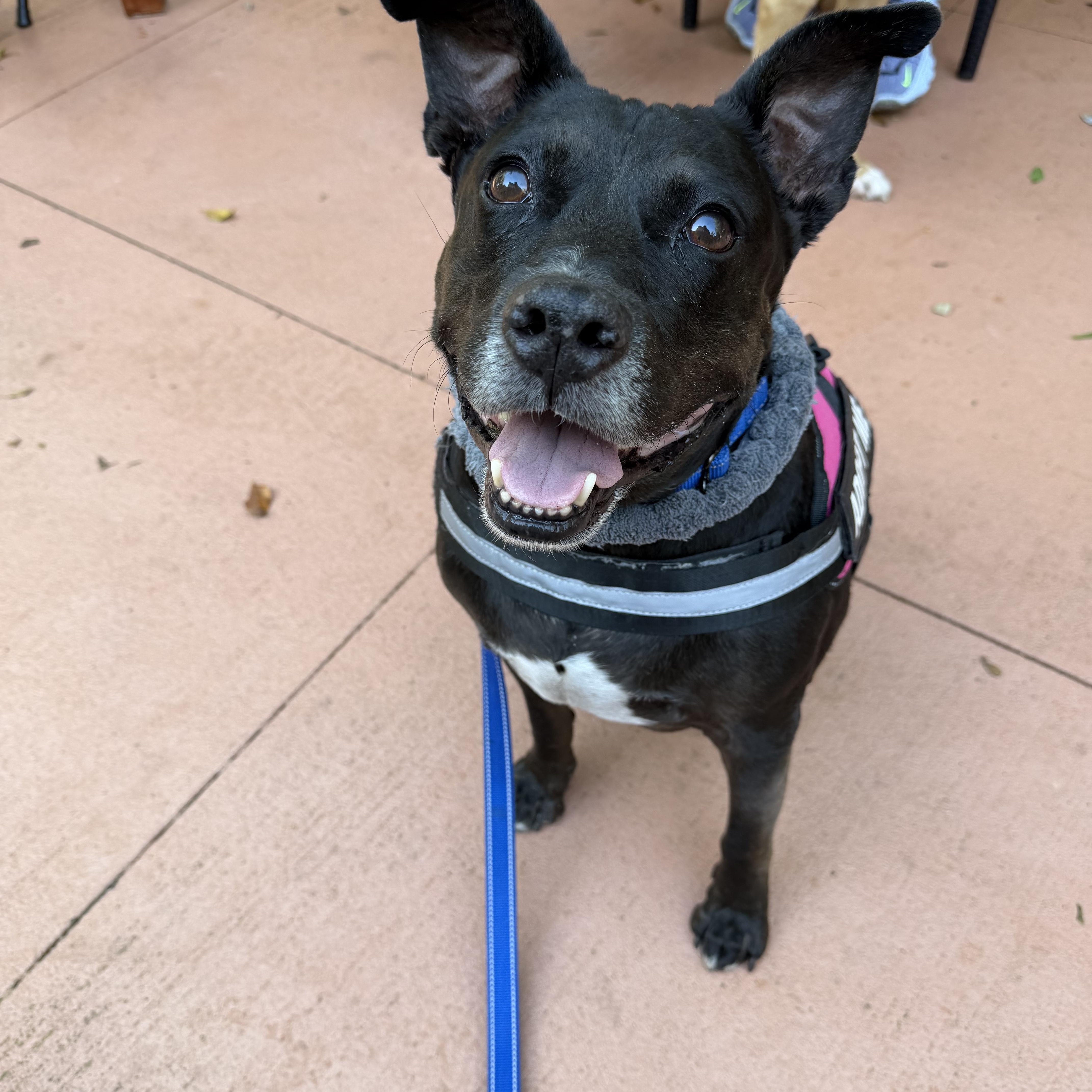 Enlarge Spot, a ADOPTABLE Mixed Breed in Lake Worth, FL image 3/6