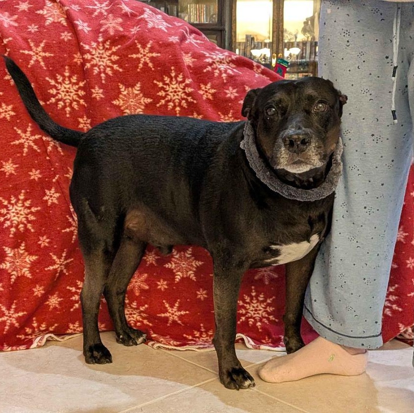 Enlarge Spot, a ADOPTABLE Mixed Breed in Lake Worth, FL image 1/6