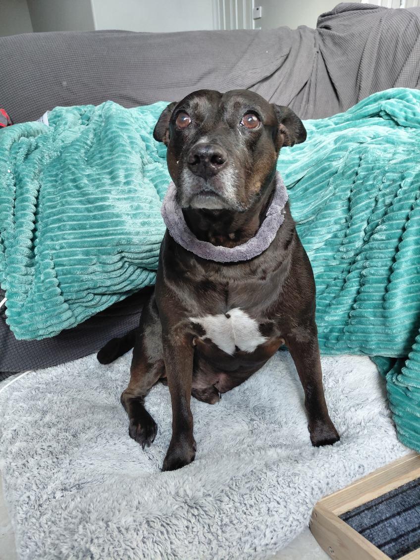 Enlarge Spot, a ADOPTABLE Mixed Breed in Lake Worth, FL image 2/6