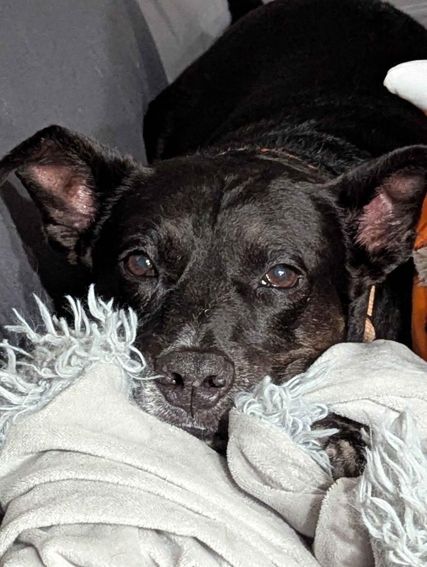 Enlarge Spot, a ADOPTABLE Mixed Breed in Lake Worth, FL image 6/6