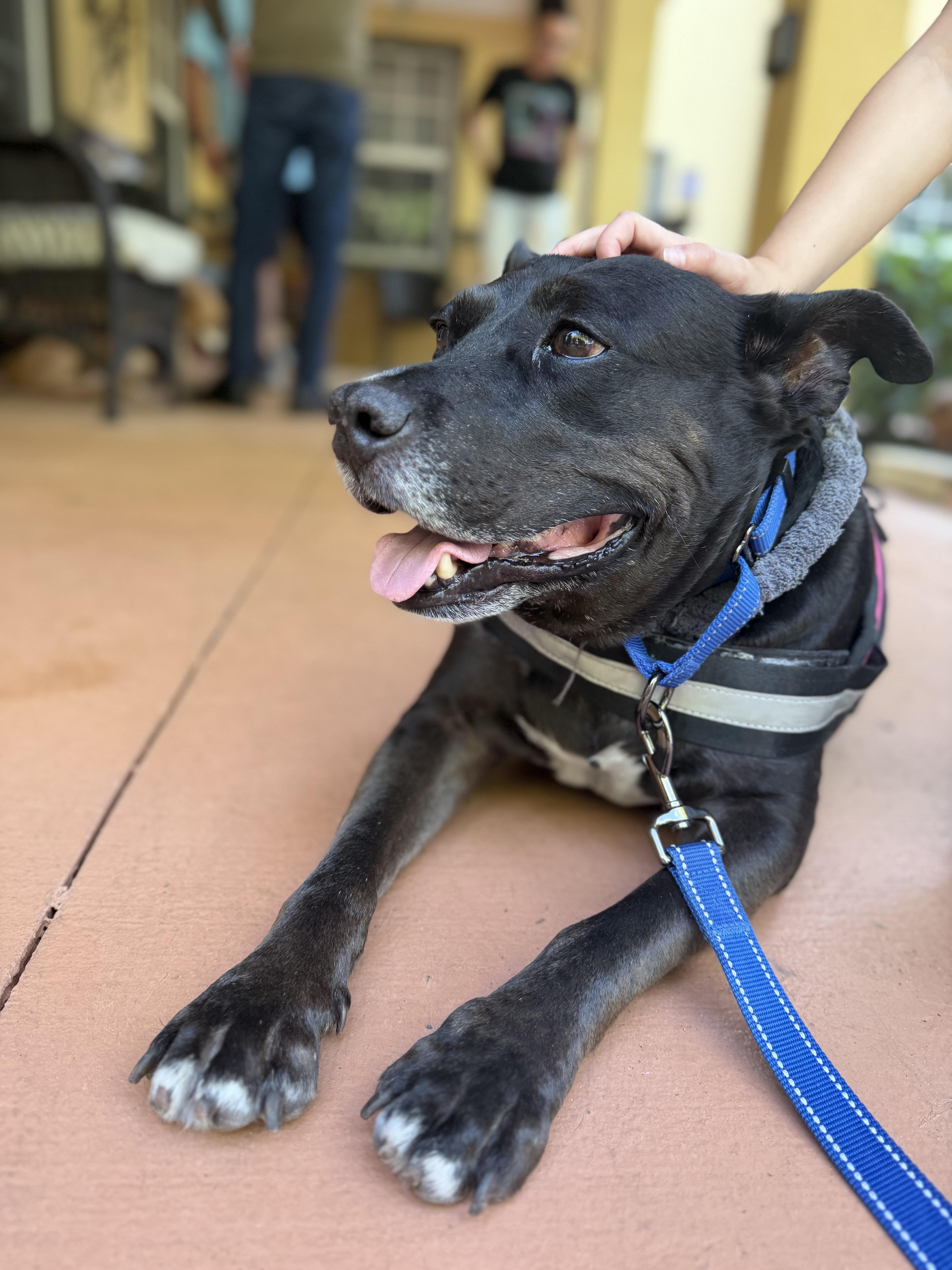 Enlarge Spot, a ADOPTABLE Mixed Breed in Lake Worth, FL image 4/6