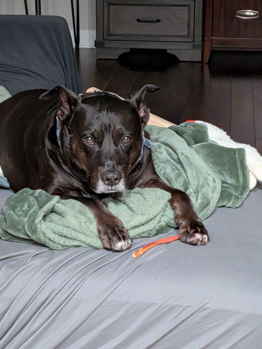 Enlarge Spot, a ADOPTABLE Mixed Breed in Lake Worth, FL image 5/6