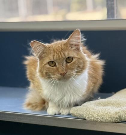 Susie, Adoptable, Young Female Domestic Long Hair & Domestic Short Hair.