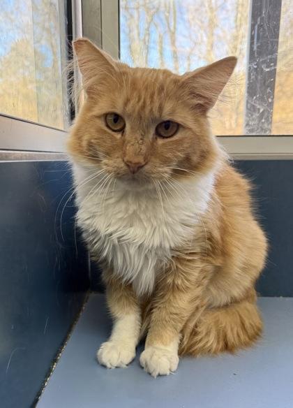 Susie, a Adoptable mixed breed in Wilkesboro, NC image 2/3