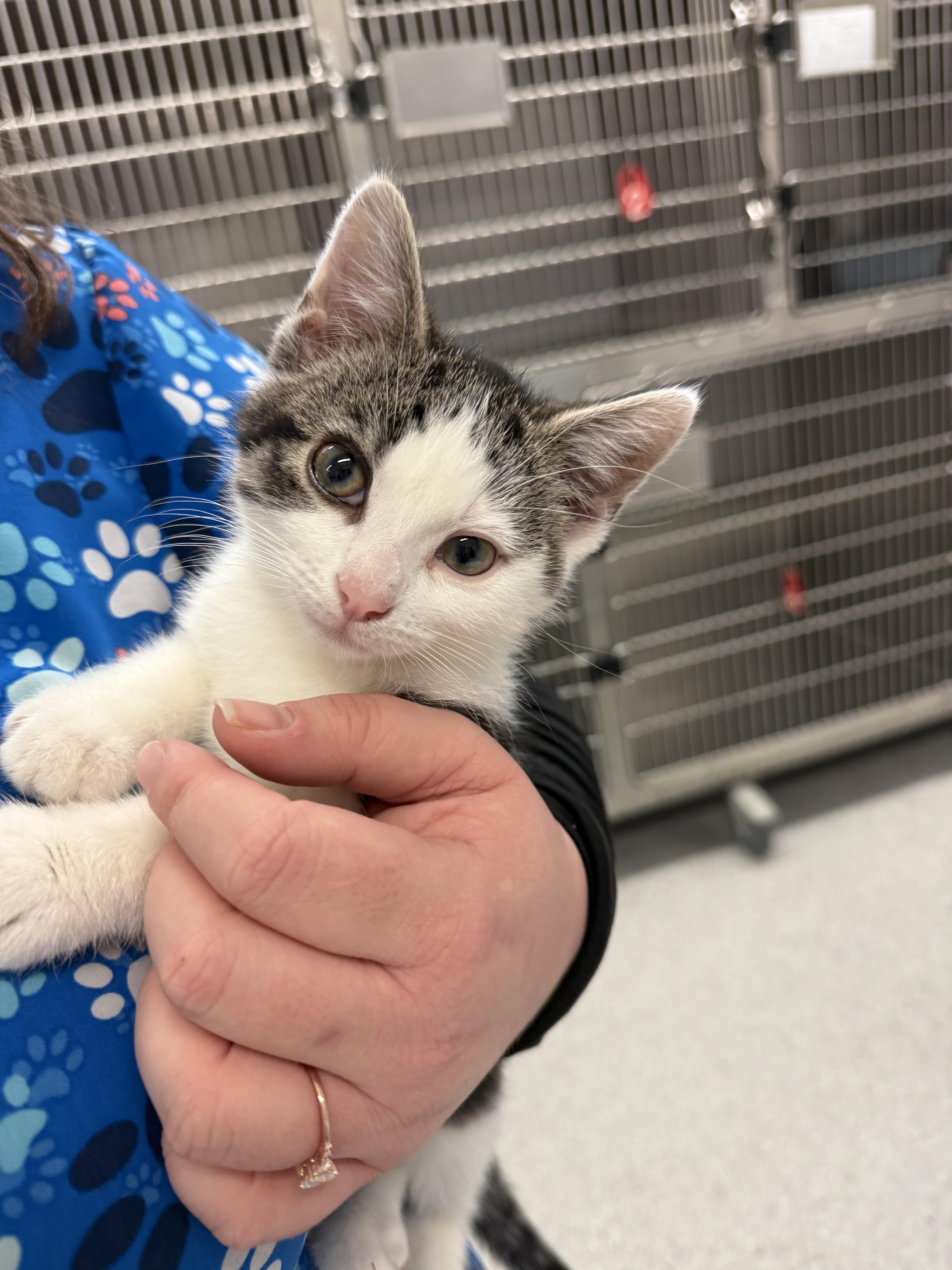 Enlarge Tung-Tung, a Adopted Domestic Short Hair in Grand Rapids, MI image 1/1