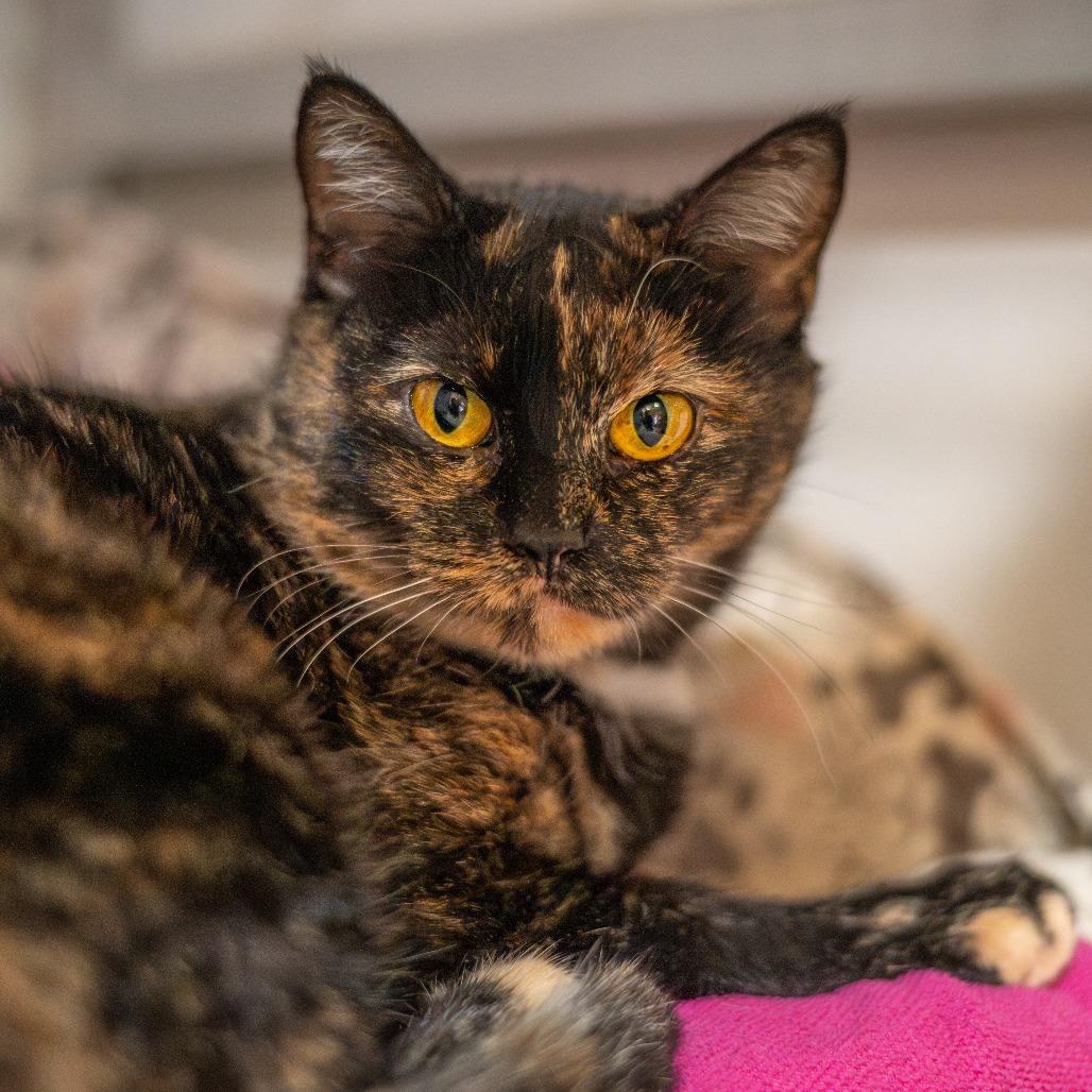 Enlarge Princess Peach, a Adoptable Domestic Short Hair in Saint Charles, MO image 1/5