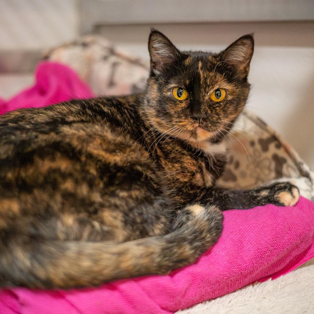 Enlarge Princess Peach, a Adoptable Domestic Short Hair in Saint Charles, MO image 2/5