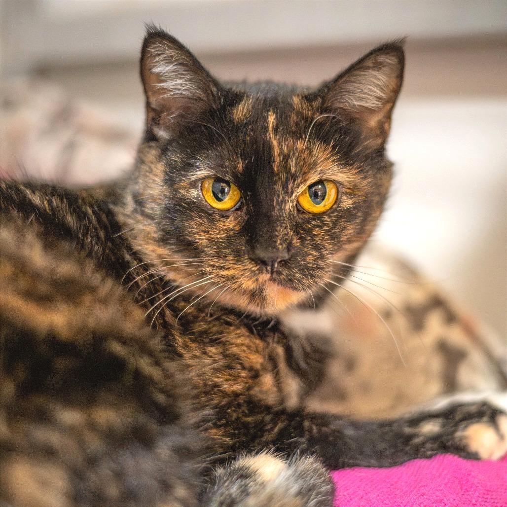 Enlarge Princess Peach, a Adoptable Domestic Short Hair in Saint Charles, MO image 3/5