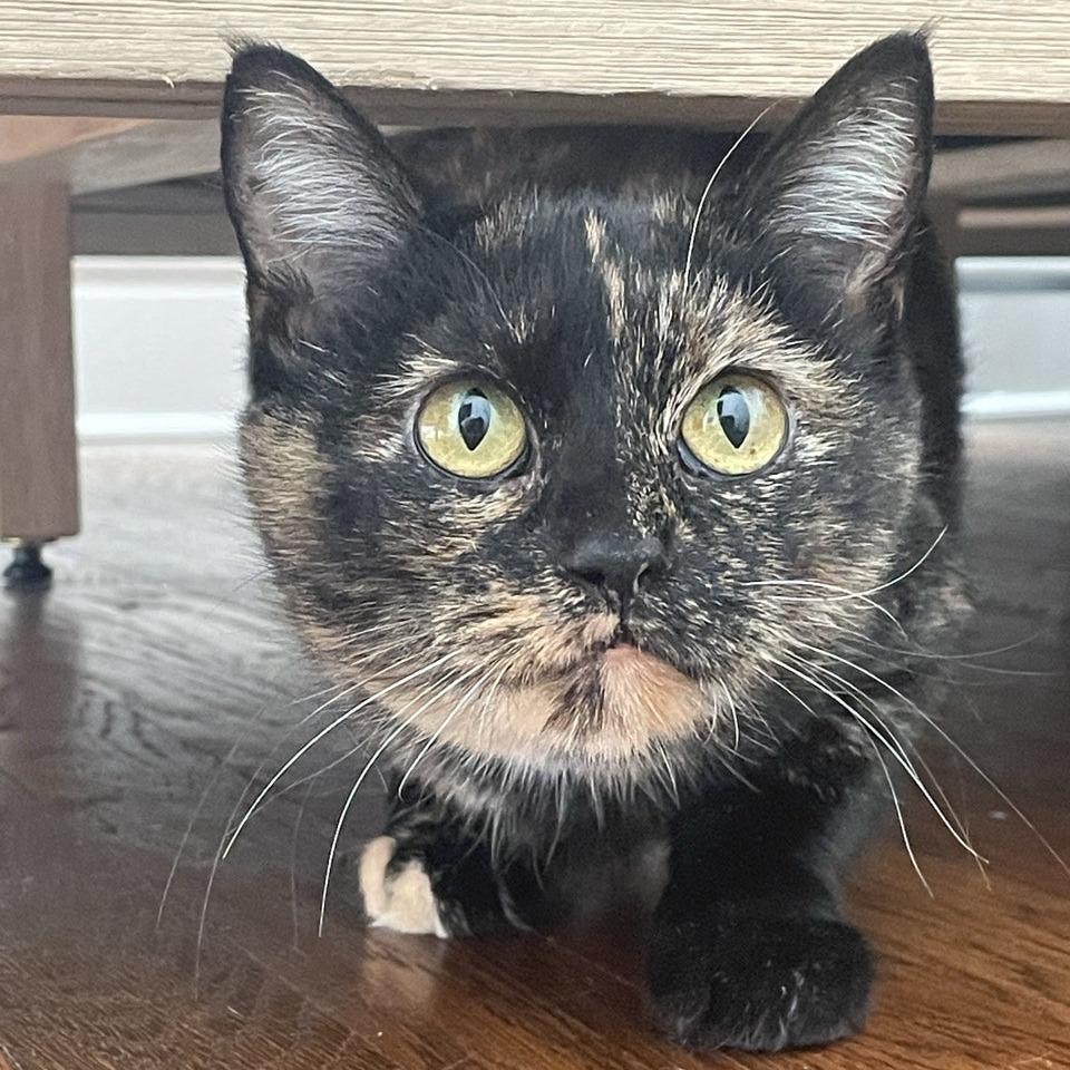 Princess Peach, a Adoptable Domestic Short Hair in Saint Charles, MO image 1/4