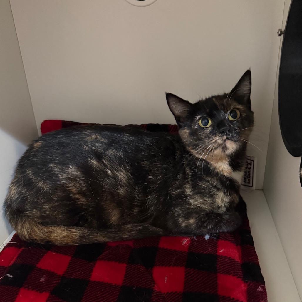 Princess Peach, Adoptable, Adult Female Domestic Short Hair.