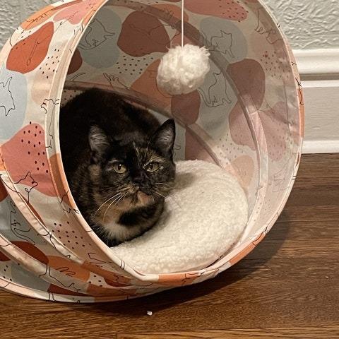 Princess Peach, a Adoptable Domestic Short Hair in Saint Charles, MO image 3/4