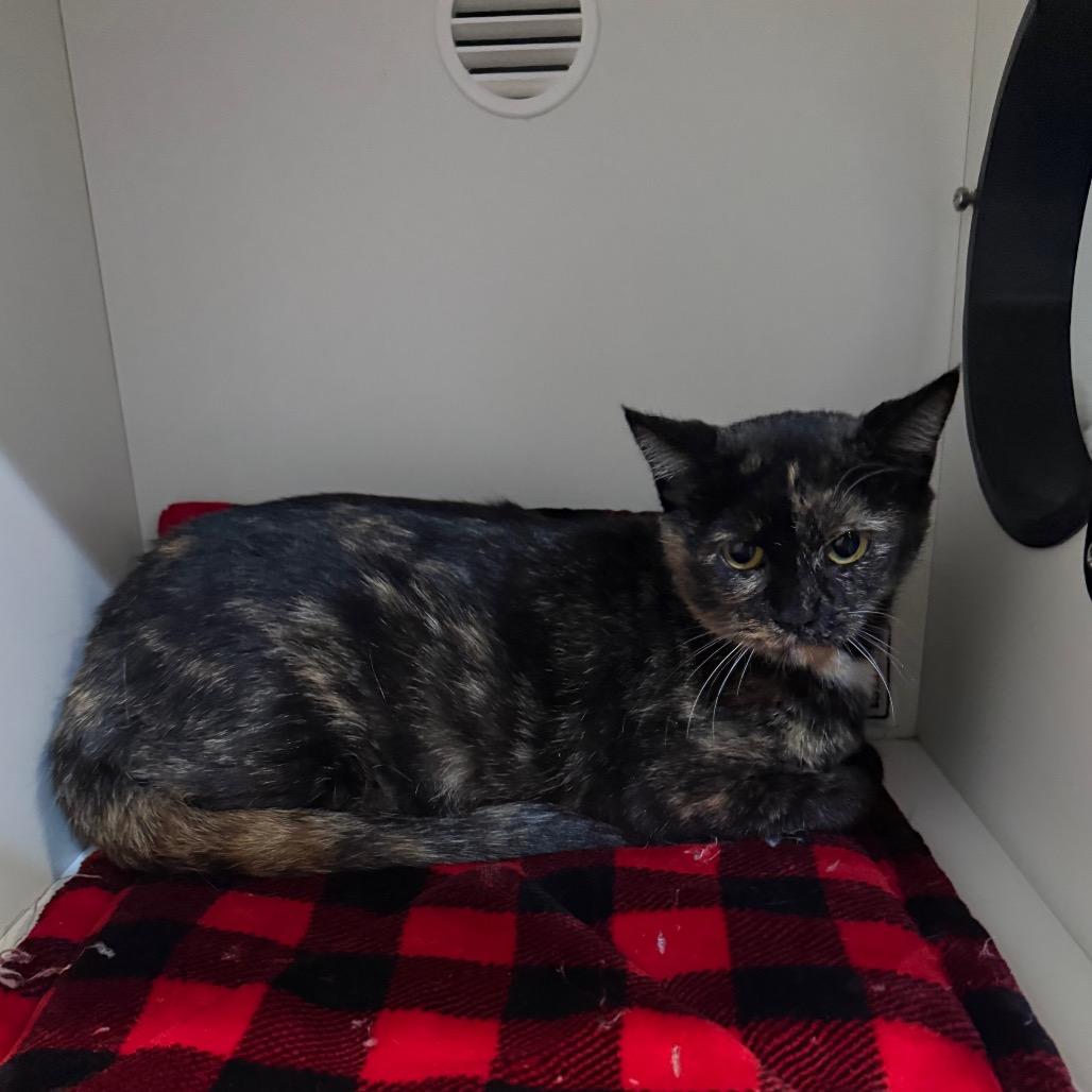 Princess Peach, a Adoptable Domestic Short Hair in Saint Charles, MO image 4/4