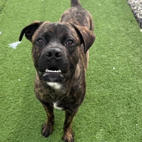 Spud, Adoptable, Young Male Mastiff & Boxer.