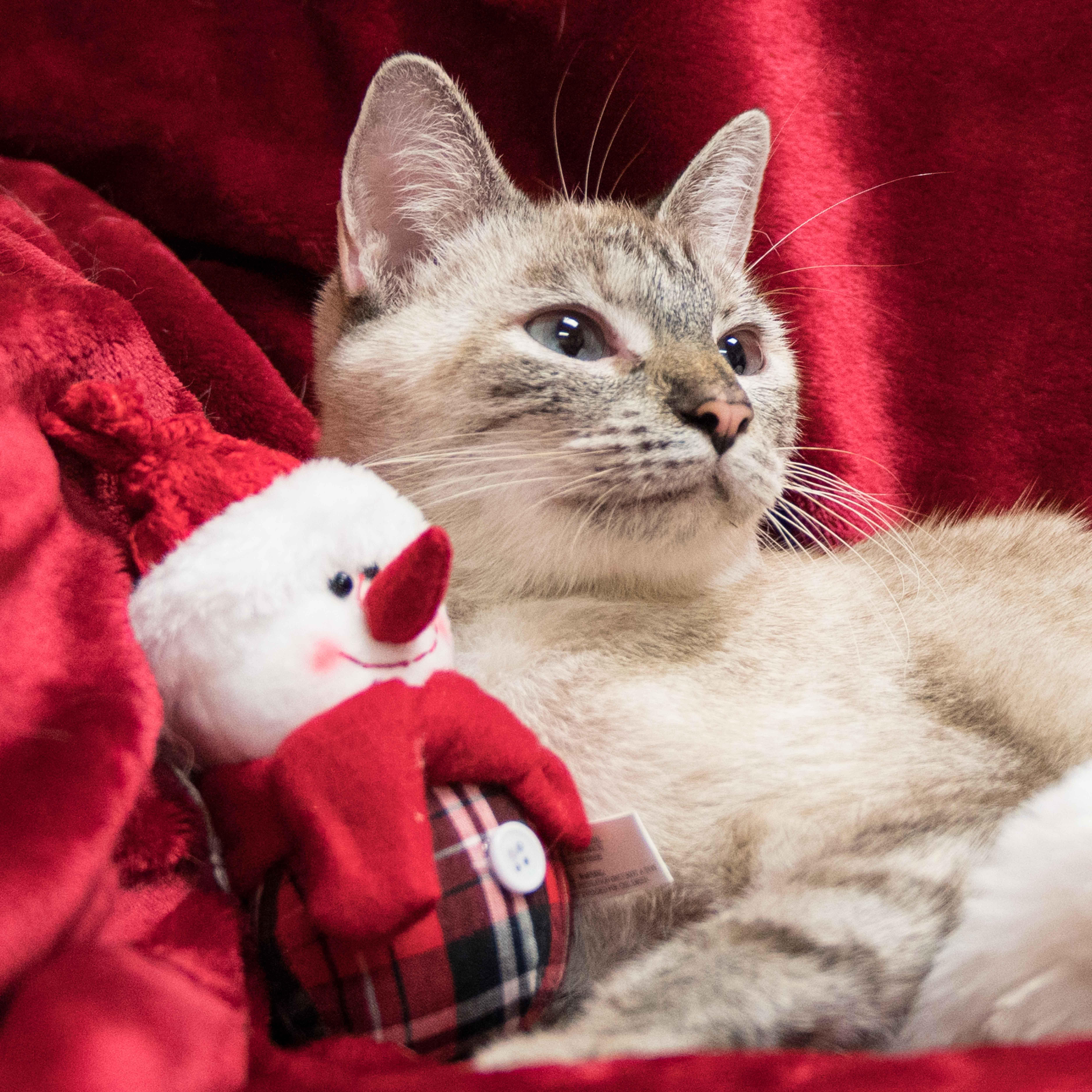 Enlarge Callie – Lynx Point Siamese, an adoptable Siamese in Houston, TX image 2/2