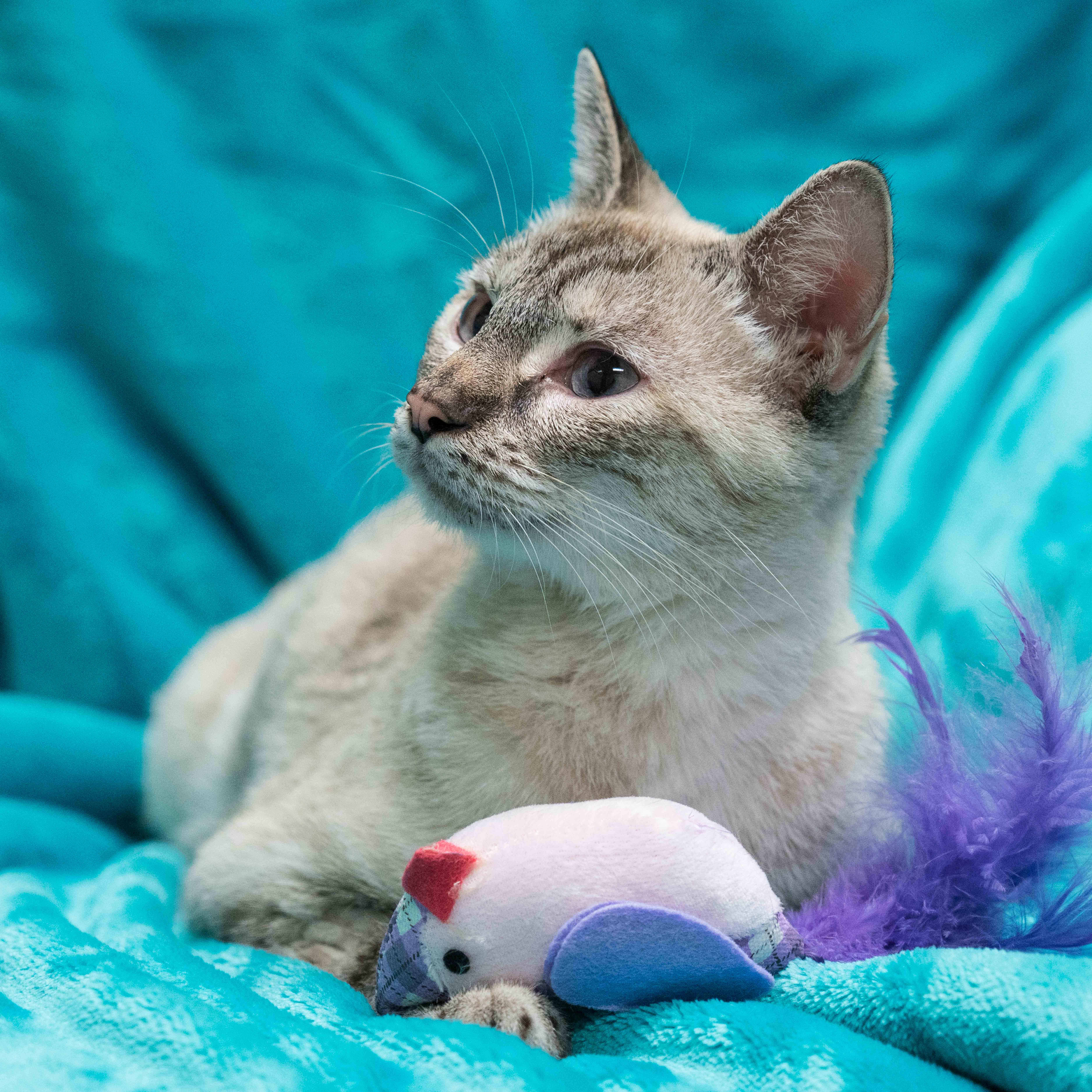 Callie – Lynx Point Siamese, adoptable, Adult Female Siamese.