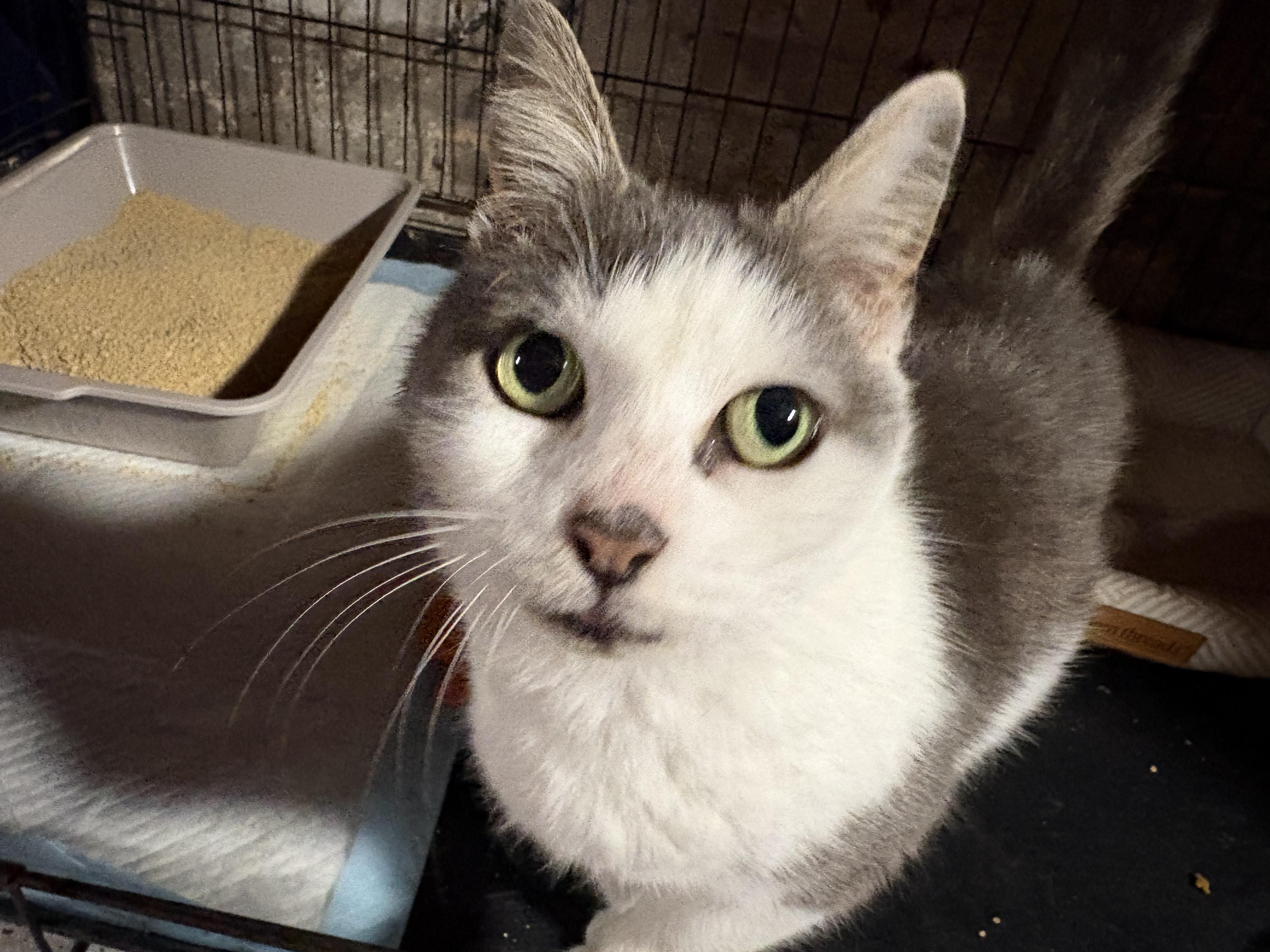 Angelina , a ADOPTABLE Domestic Short Hair in Staten Island , NY image 3/3