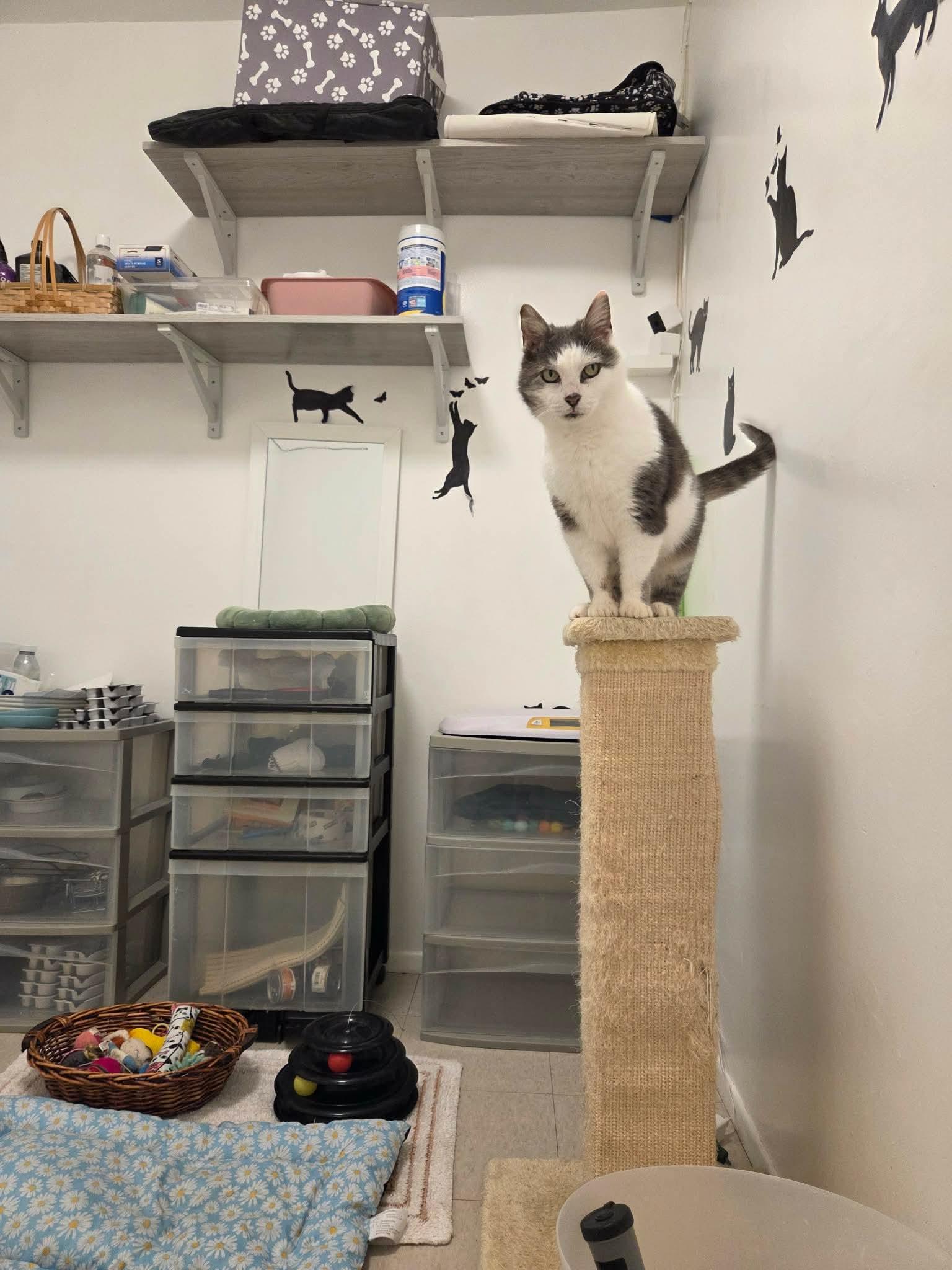 Angelina , a ADOPTABLE Domestic Short Hair in Staten Island , NY image 2/3