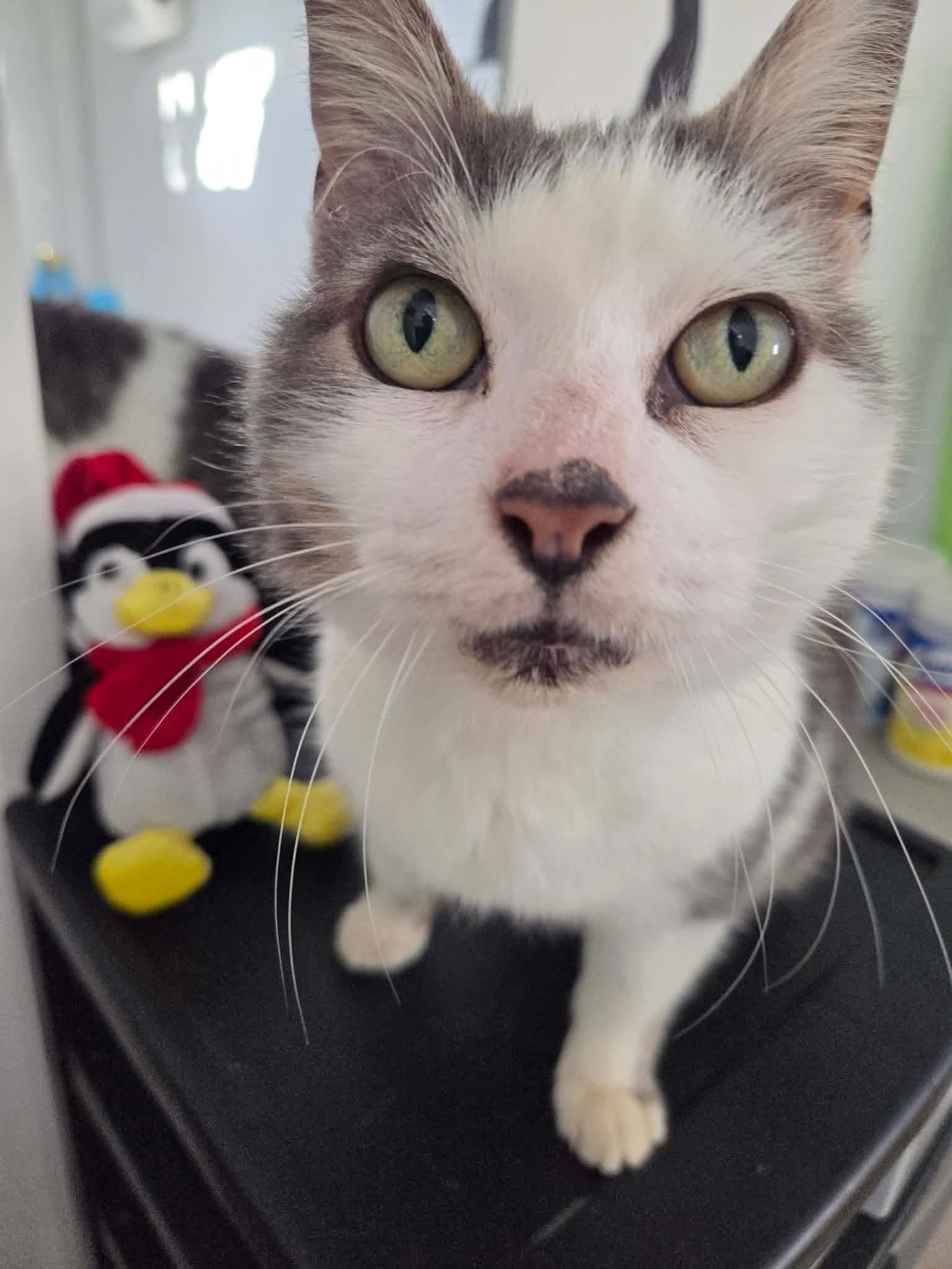 Angelina , a ADOPTABLE Domestic Short Hair in Staten Island , NY image 1/3