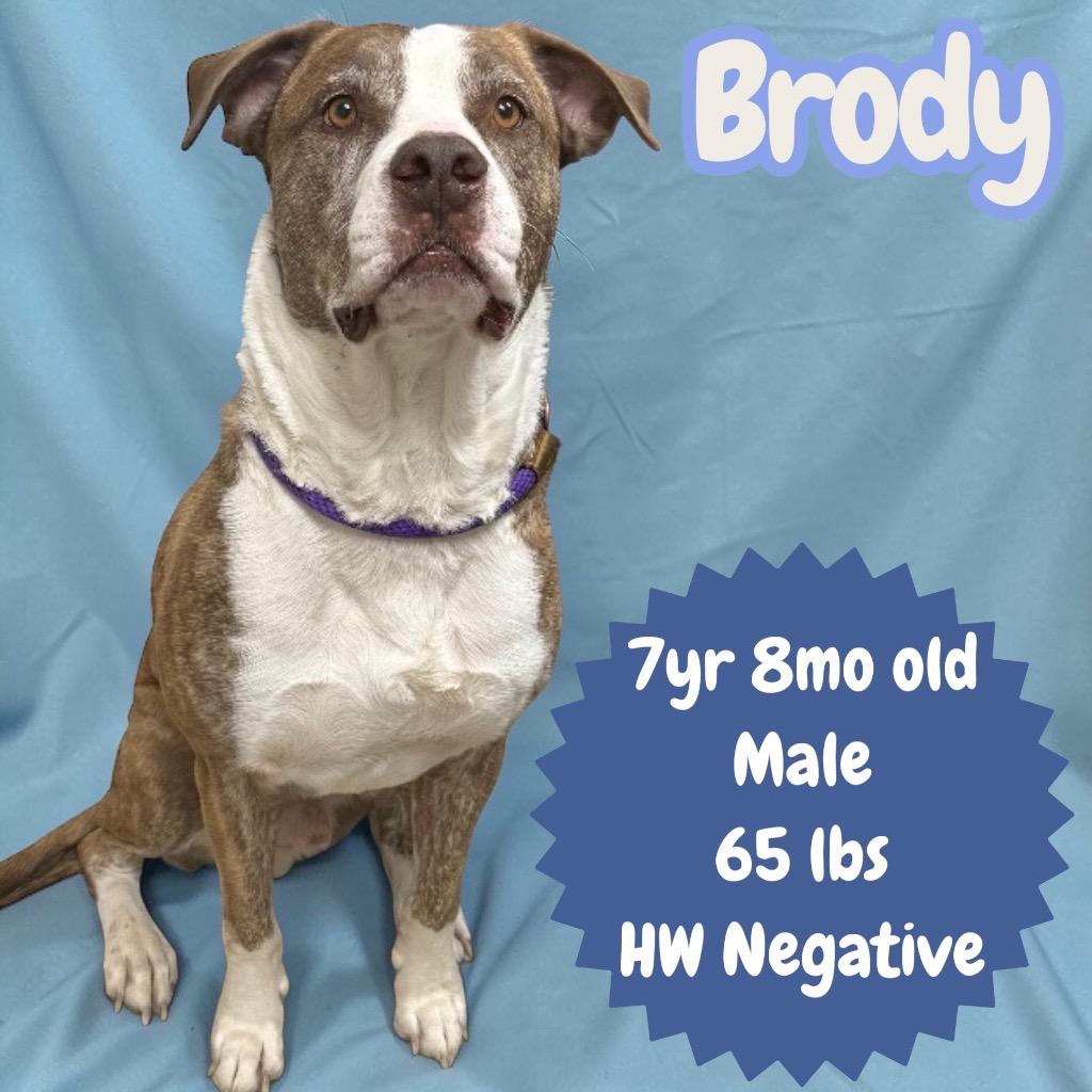 Brody (Boog), Adoptable, Adult Male Pit Bull Terrier.