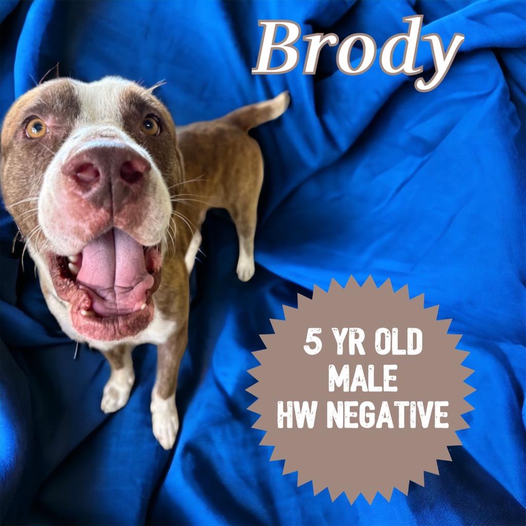 Brody (Boog), a Adoptable Pit Bull Terrier in Sorrento, LA image 2/5