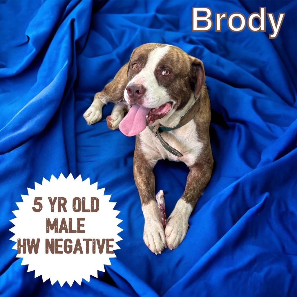 Brody (Boog), a Adoptable Pit Bull Terrier in Sorrento, LA image 3/5