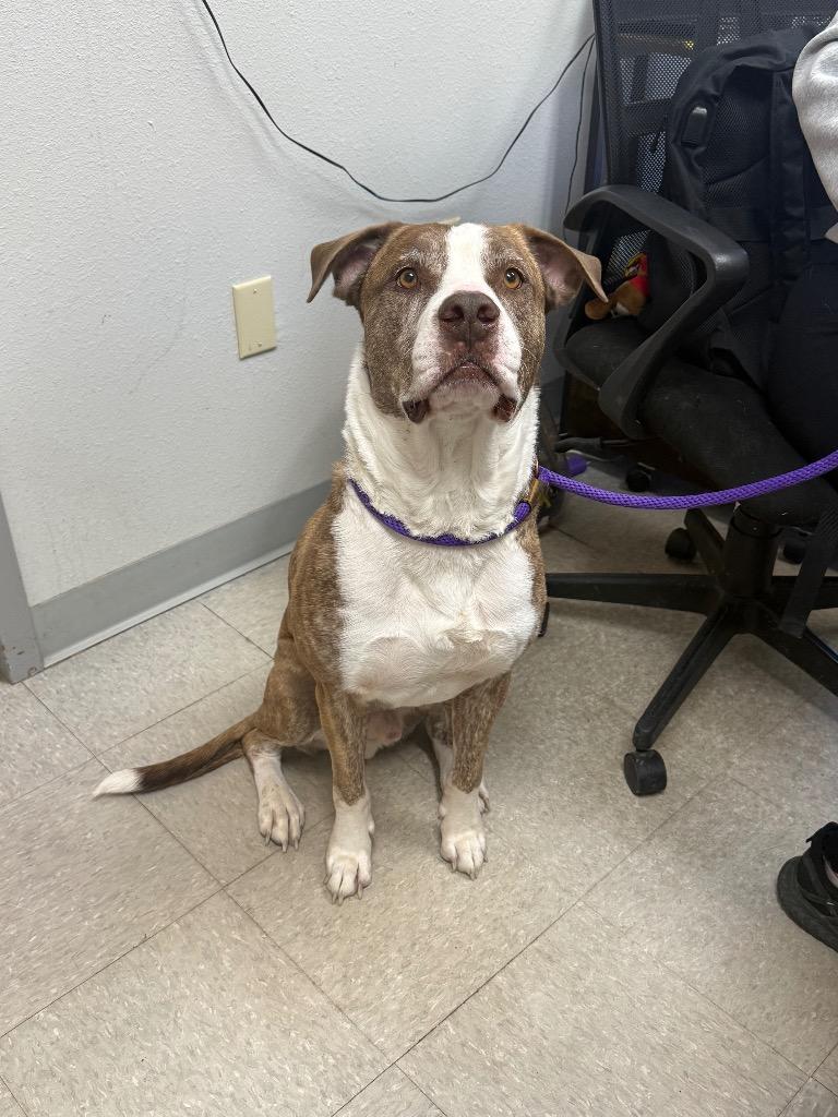 Brody (Boog), a Adoptable Pit Bull Terrier in Sorrento, LA image 4/5