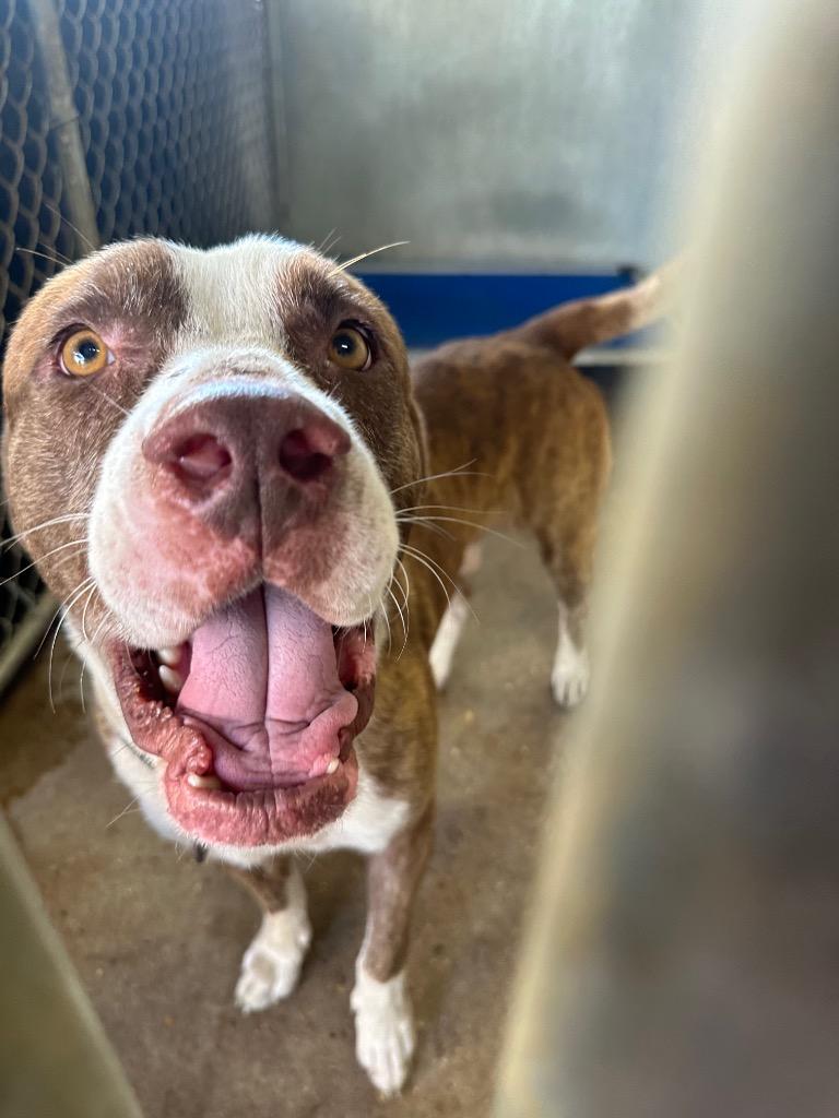 Brody (Boog), a Adoptable Pit Bull Terrier in Sorrento, LA image 5/5