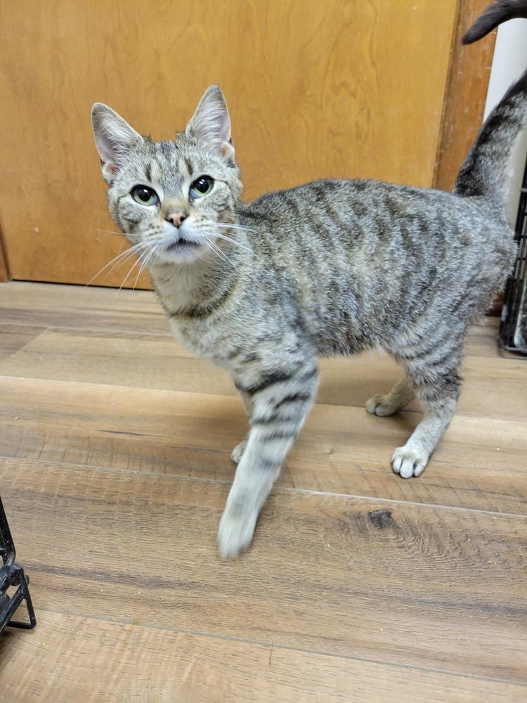 Pickles, Adoptable, Adult Female Domestic Short Hair.