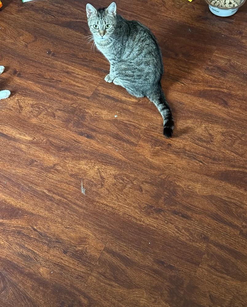 Enlarge Pickles, a Adoptable Domestic Short Hair in Lorain, OH image 2/5
