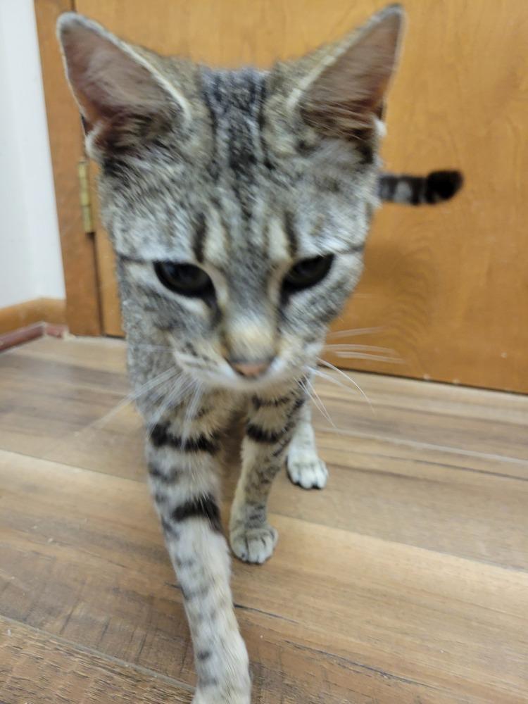 Enlarge Pickles, a Adoptable Domestic Short Hair in Lorain, OH image 3/5