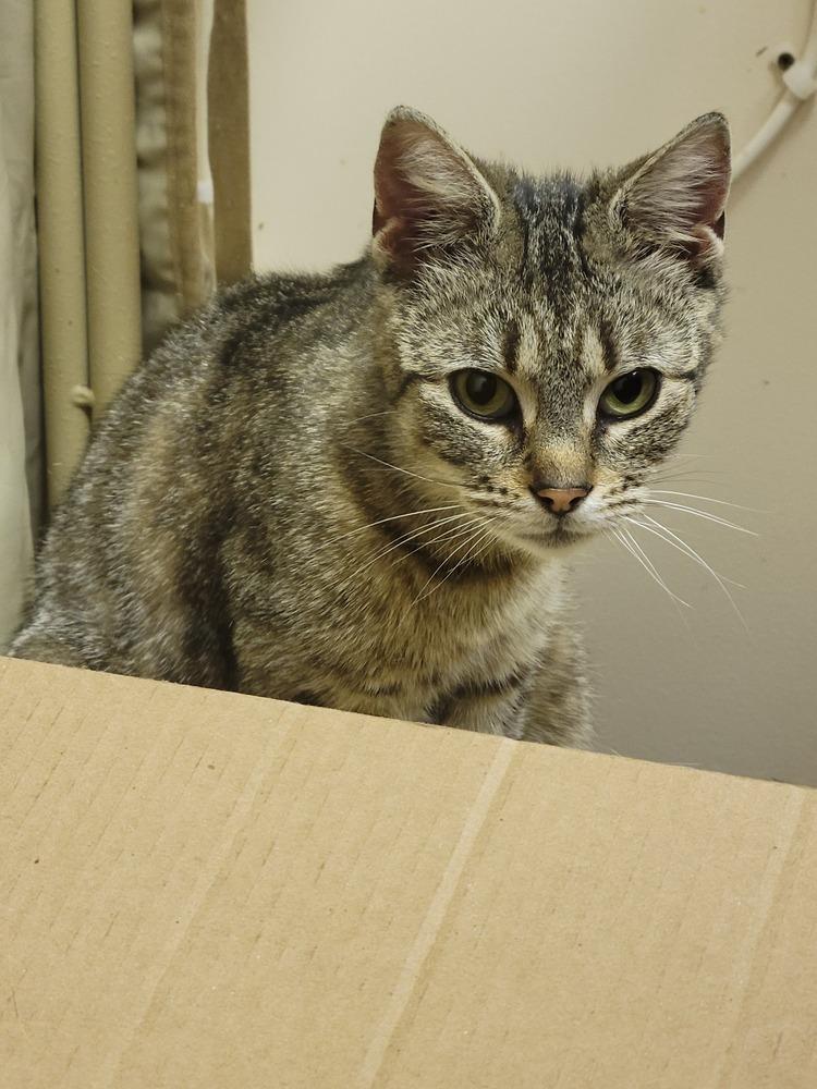 Enlarge Pickles, a Adoptable Domestic Short Hair in Lorain, OH image 4/5