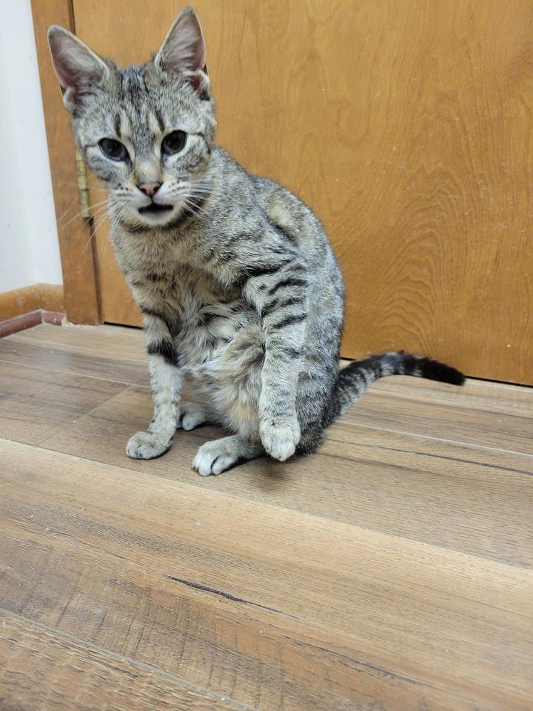 Enlarge Pickles, a Adoptable Domestic Short Hair in Lorain, OH image 5/5