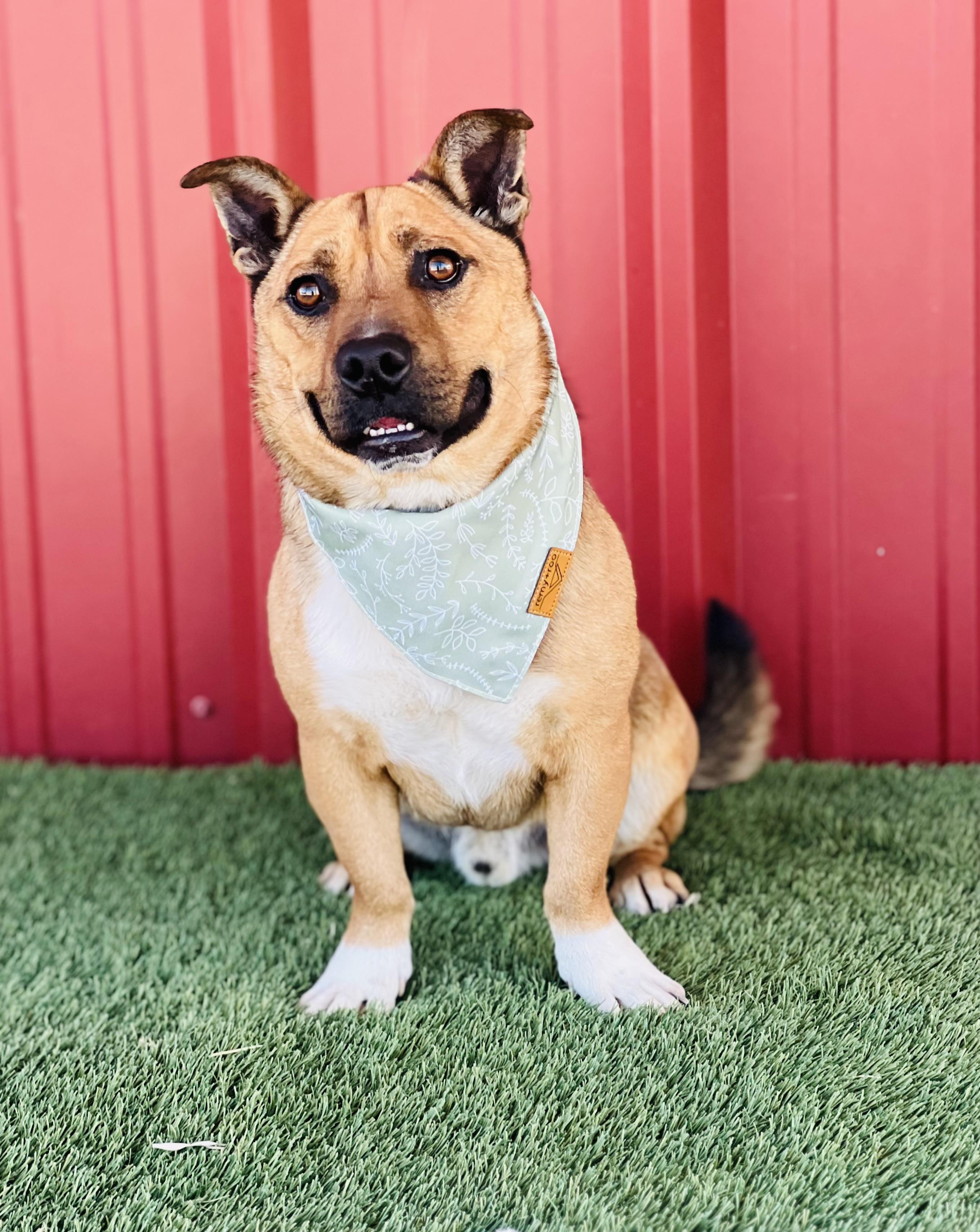 Enlarge River, a Adoptable mixed breed in Lubbock, TX image 3/6