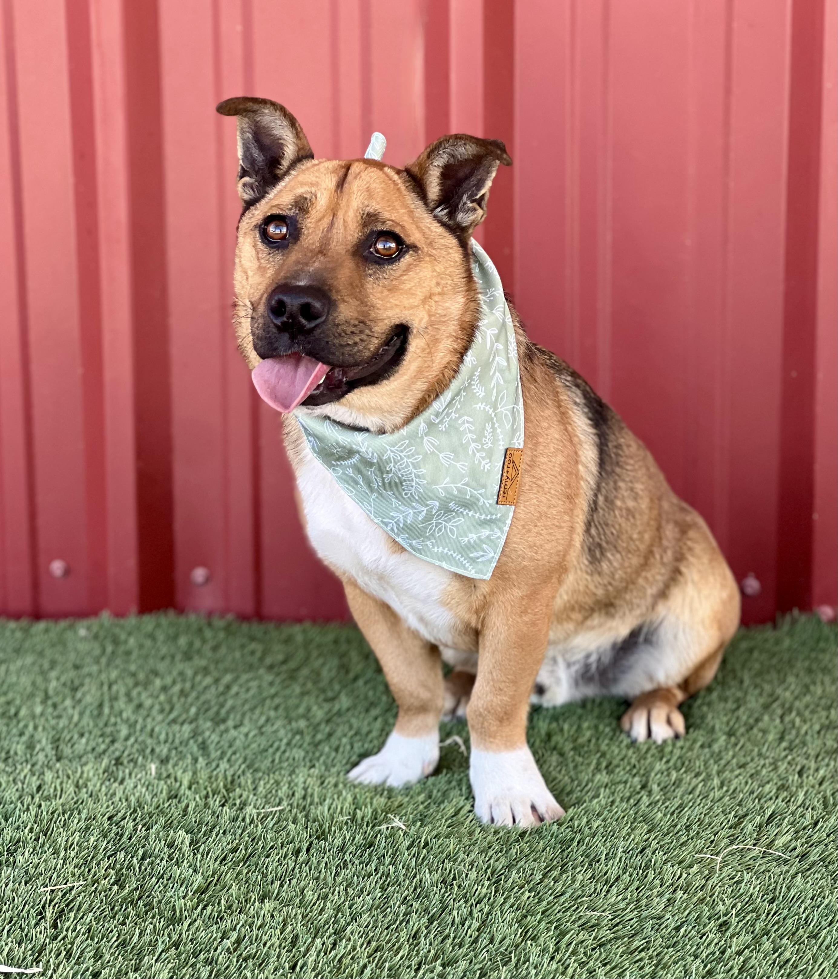 Enlarge River, a Adoptable mixed breed in Lubbock, TX image 2/6