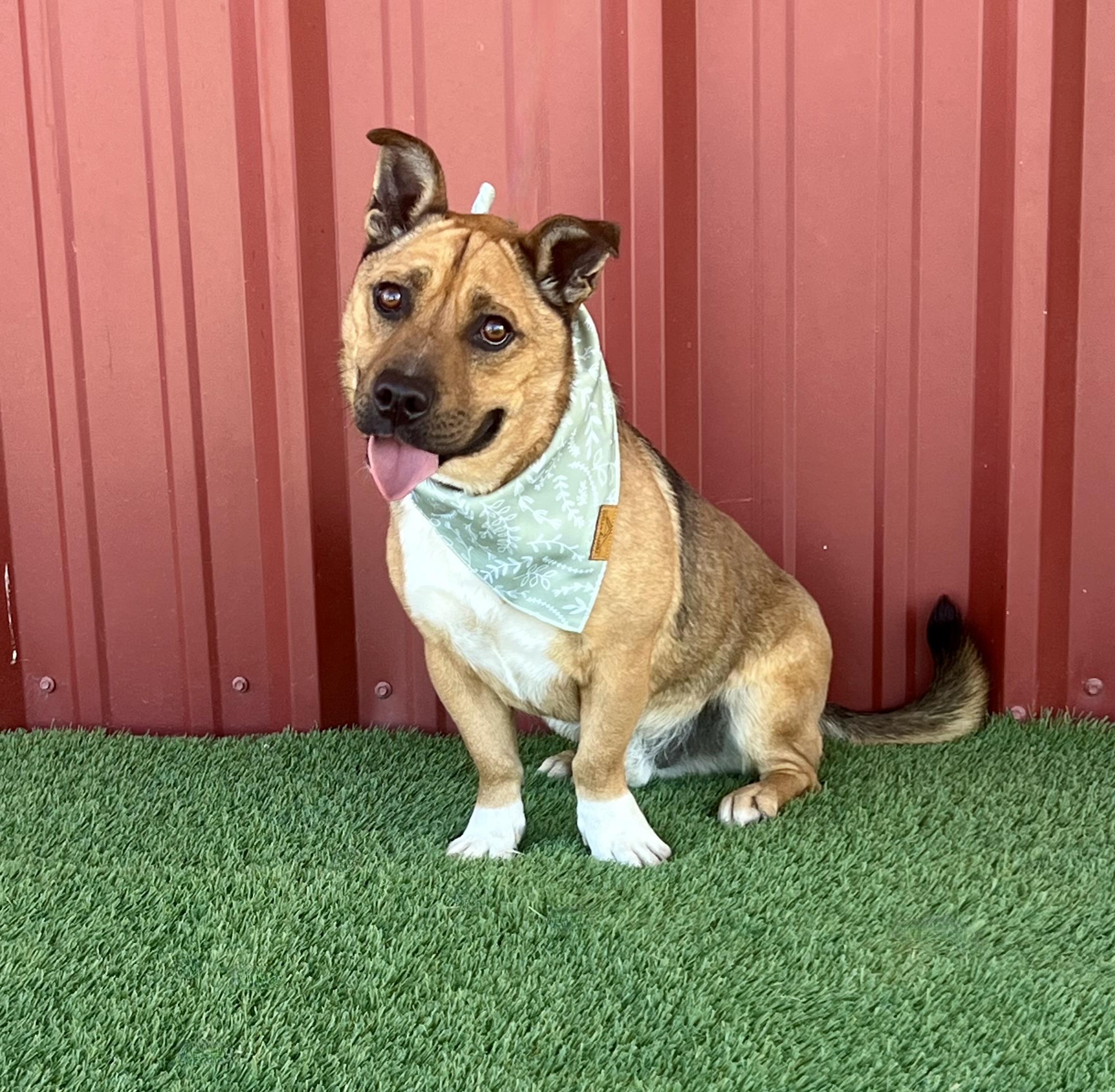 Enlarge River, a Adoptable mixed breed in Lubbock, TX image 4/6