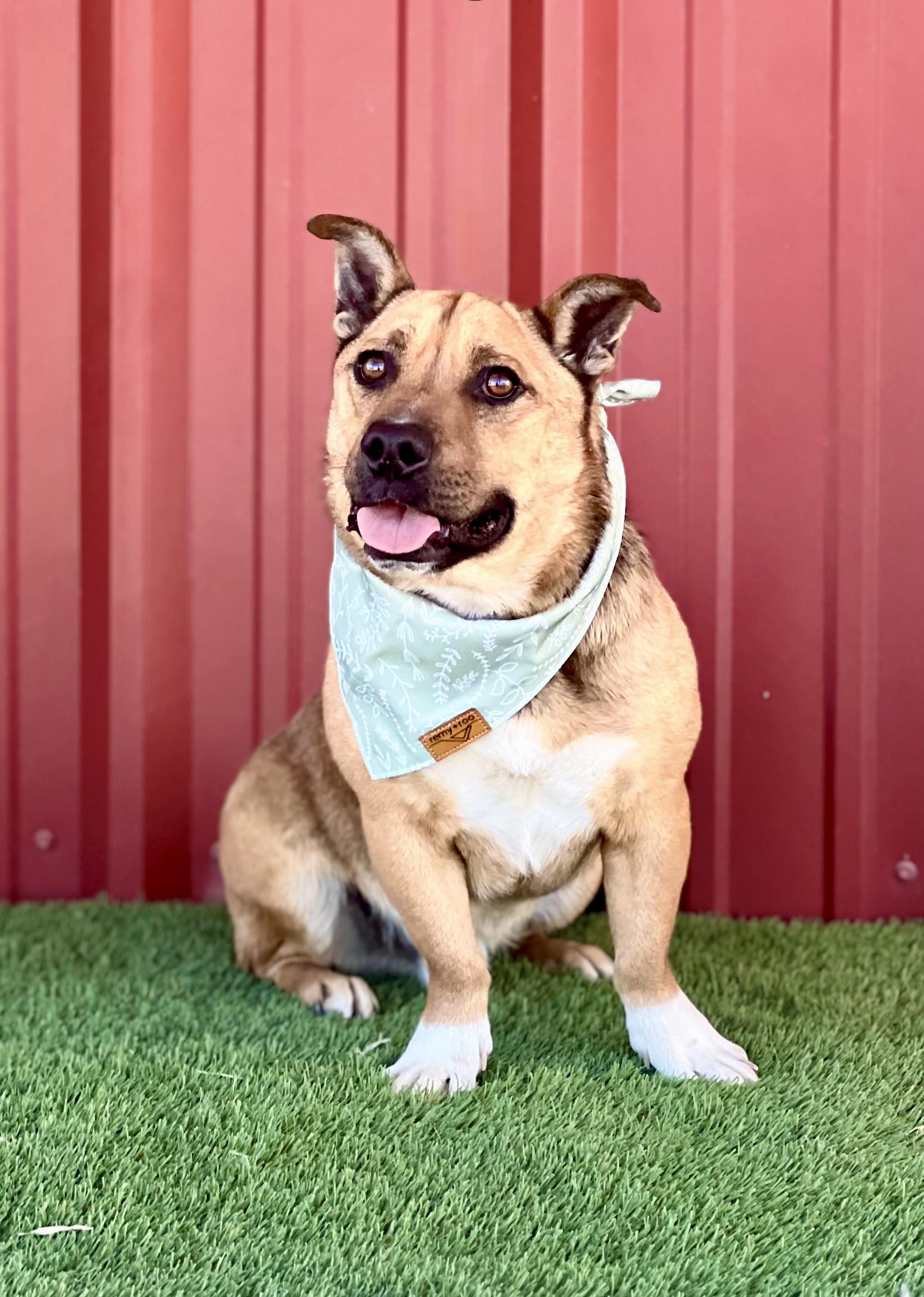 Enlarge River, a Adoptable mixed breed in Lubbock, TX image 1/6