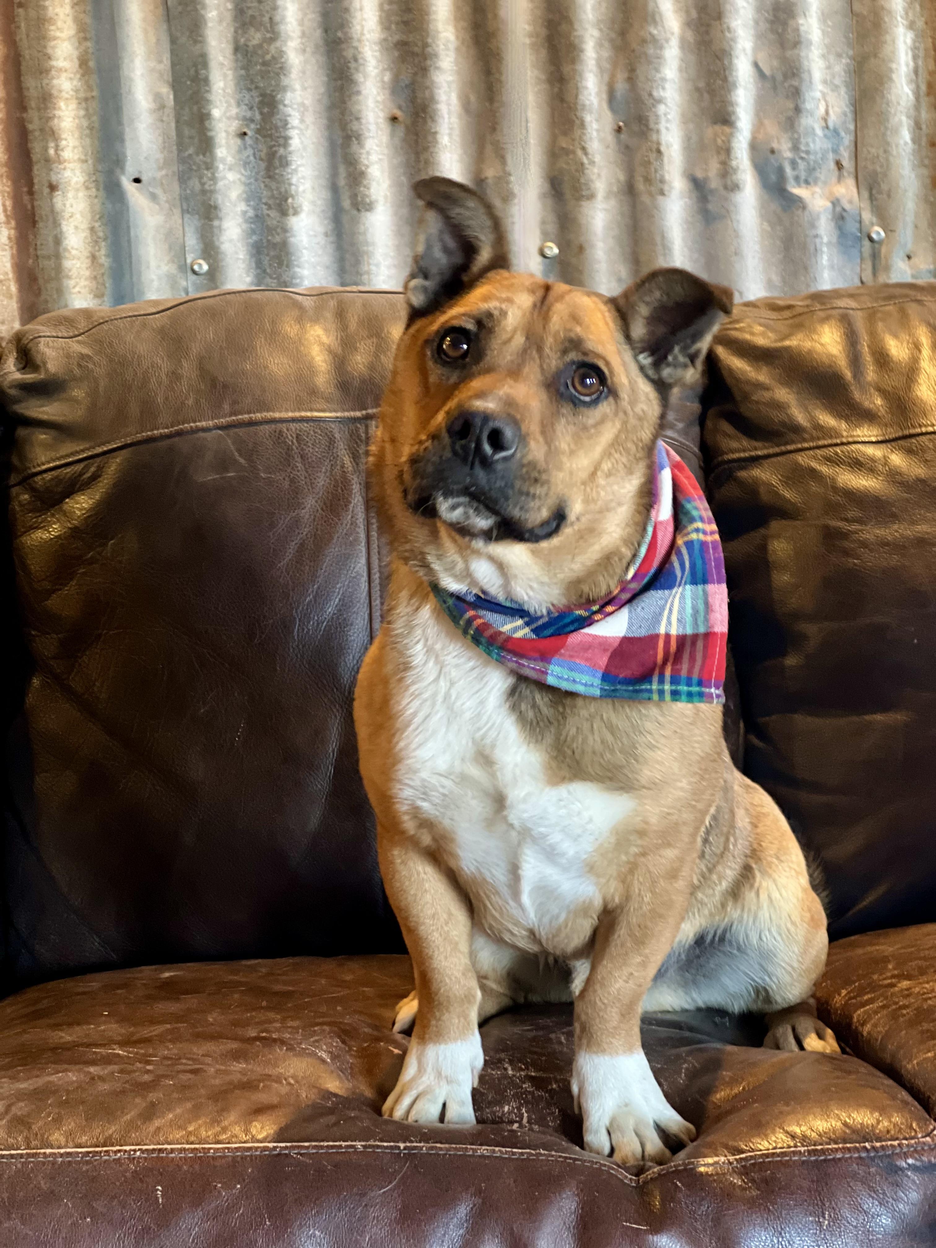 Enlarge River, a Adoptable mixed breed in Lubbock, TX image 5/6