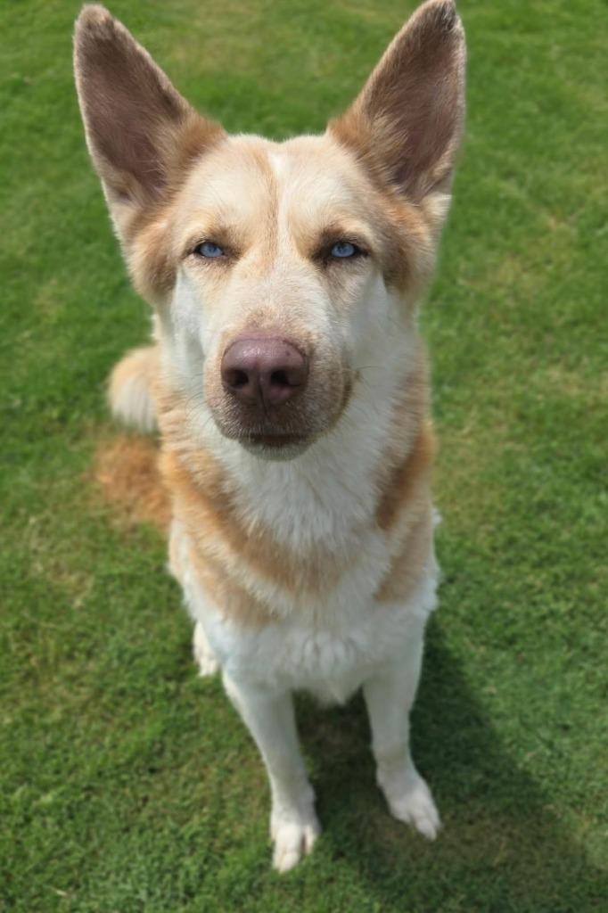Enlarge Hufflepuff, a Adoptable Husky in Little Elm, TX image 1/1