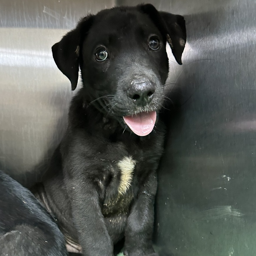 Trey, Adopted, Puppy Male Mixed Breed.