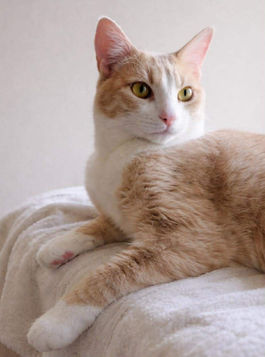 Wilma, Adoptable, Young Female Domestic Short Hair.