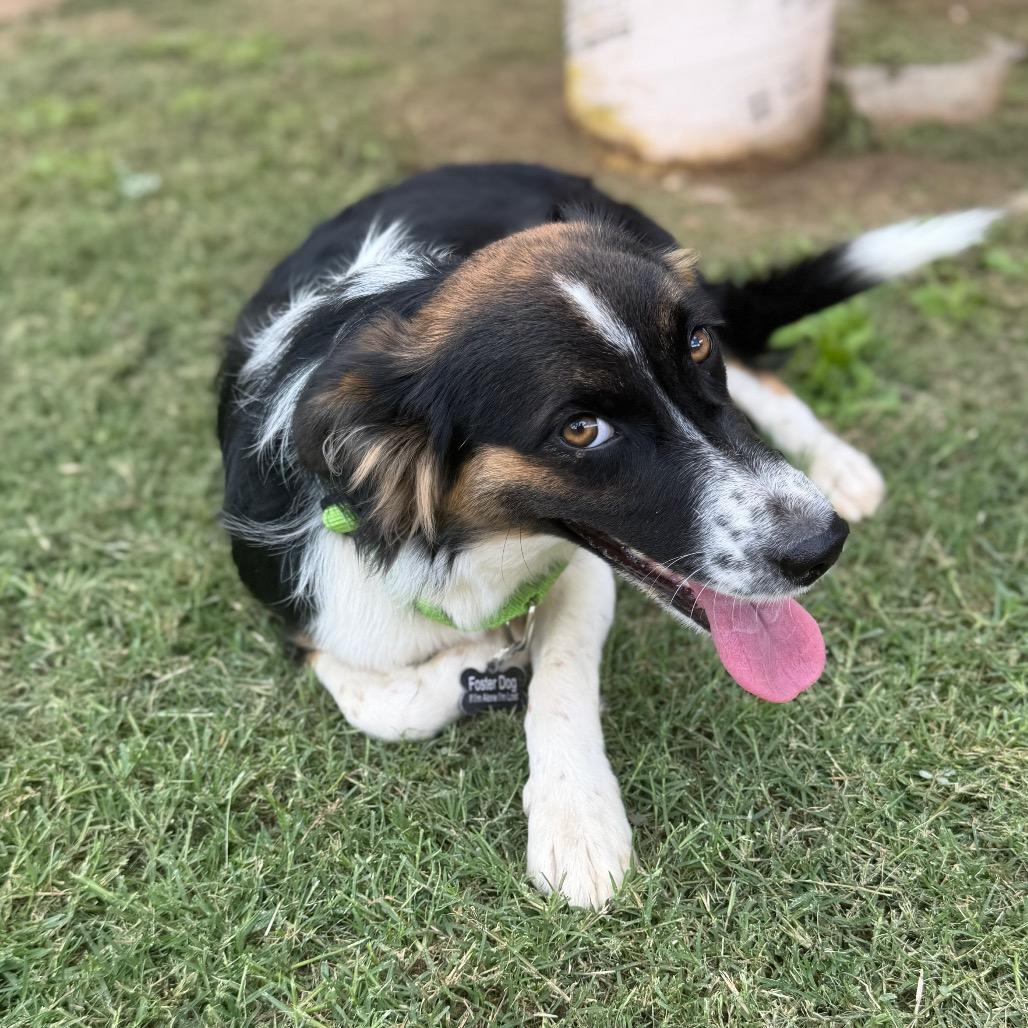 Lily, a Adoptable mixed breed in Pearsall, TX image 1/4