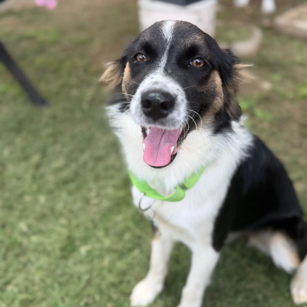 Lily, a Adoptable mixed breed in Pearsall, TX image 2/4