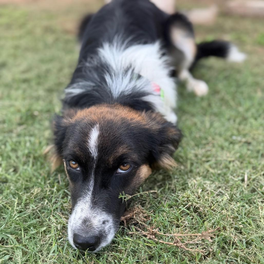 Lily, a Adoptable mixed breed in Pearsall, TX image 3/4