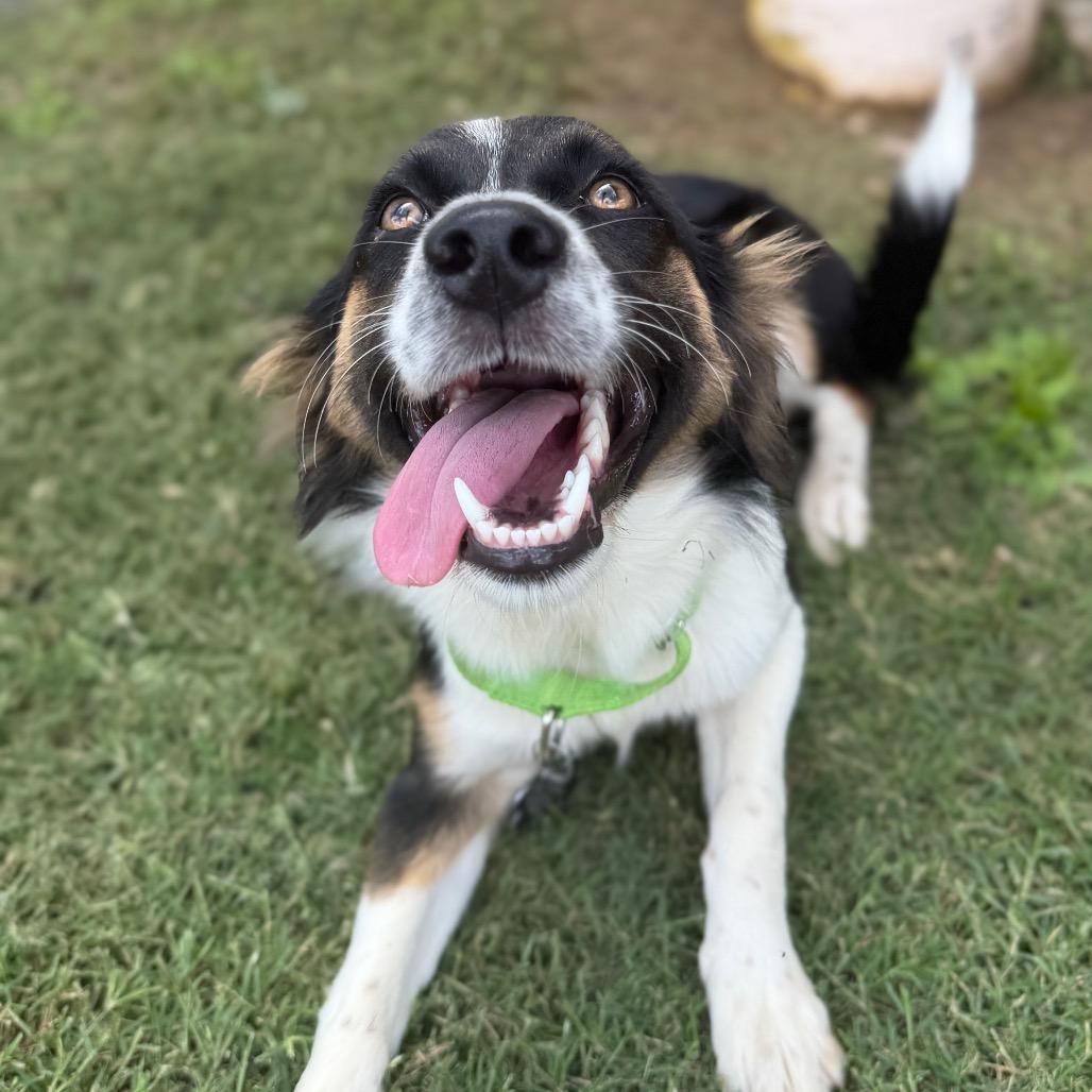 Lily, a Adoptable mixed breed in Pearsall, TX image 4/4