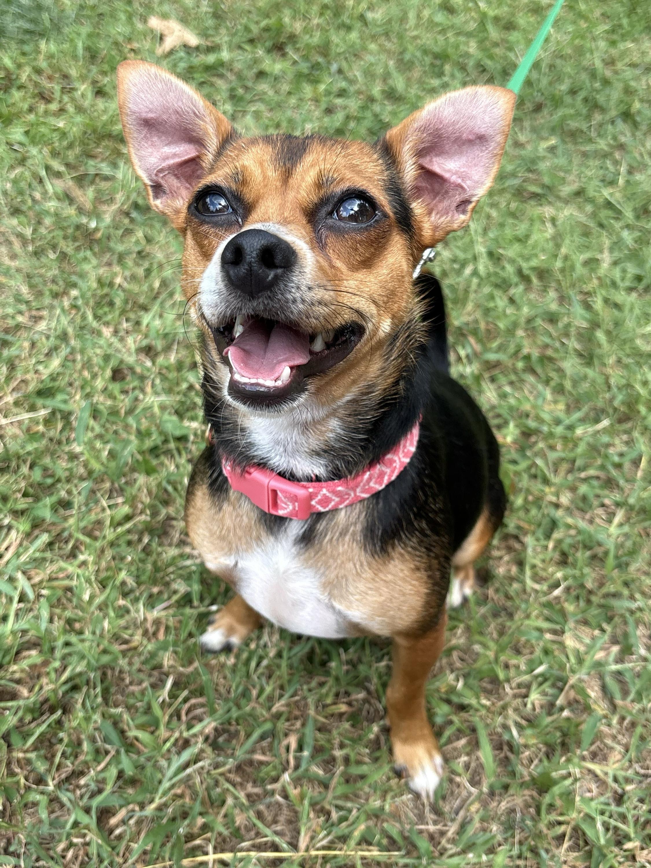 Sassy, ADOPTABLE, Young Female Rat Terrier.
